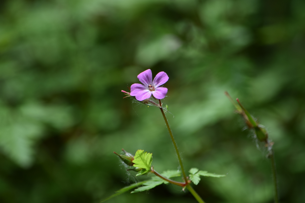 Lent week 04 1200x800